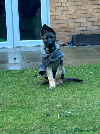 German Shepherd dogs Kc German Shepard Pup 8 weeks - Advert 13