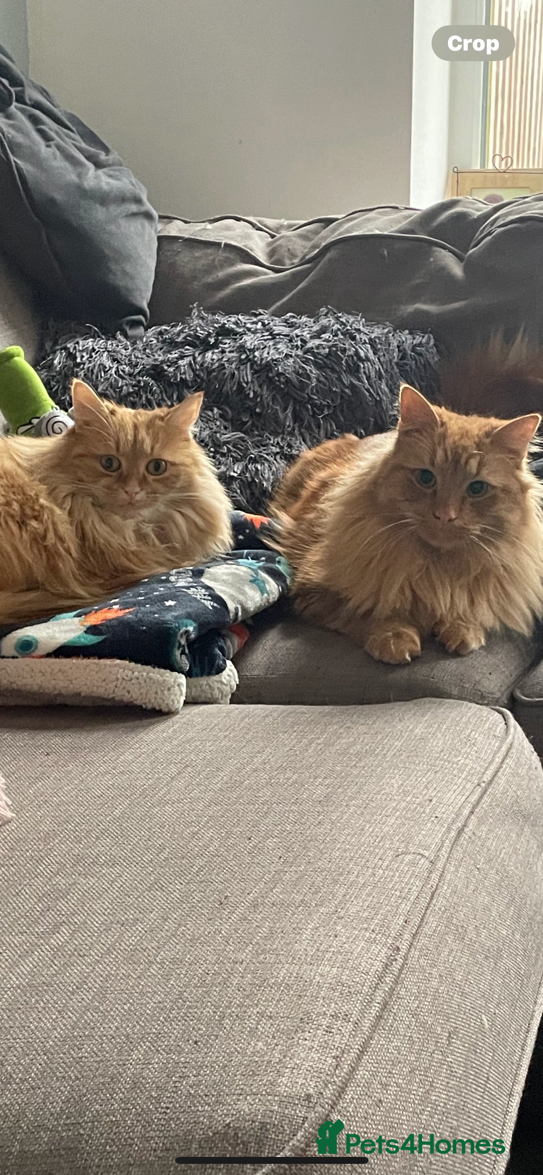 Bengal cats for sale: Two  gingers  cats  - Image 8