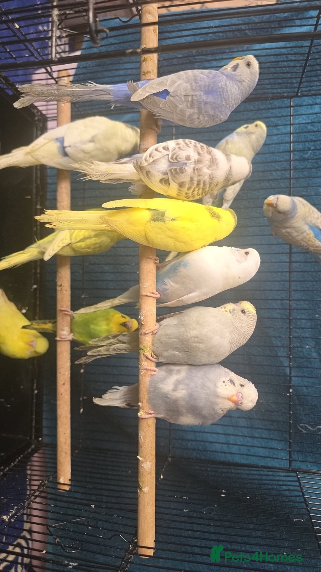 Budgerigars birds for sale: Blackwing and budgies available  - Image 4