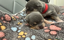 Chihuahua dogs for sale: Chihuahua  - Image 2