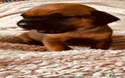 Rhodesian Ridgeback dogs for sale: Lovely Red Wheaten FULLY health tested parents in Pwllheli - Image 29