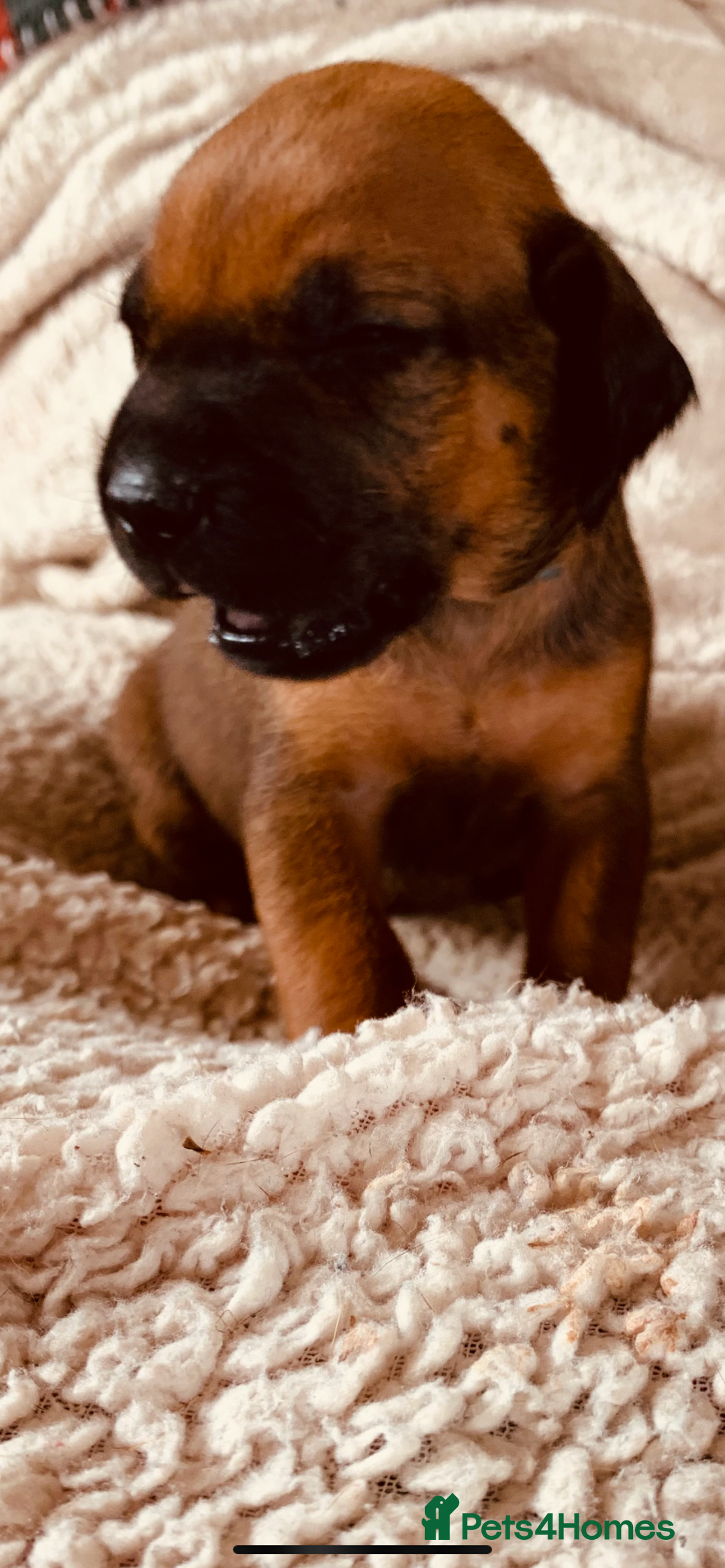 Rhodesian Ridgeback dogs for sale: Lovely Red Wheaten FULLY health tested parents in Pwllheli - Image 29