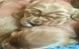 Cocker Spaniel dogs for sale: Top Quality KC Show Cockers FN PRCD-PRA CLEAR - Image 9