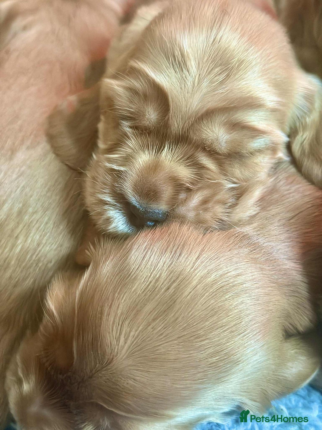 Cocker Spaniel dogs for sale: Top Quality KC Show Cockers FN PRCD-PRA CLEAR - Image 9