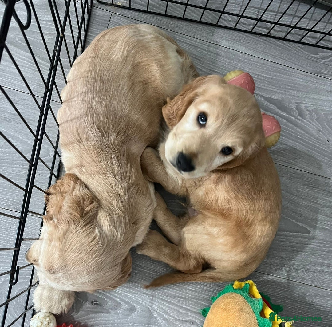 Cocker Spaniel dogs for sale: Cocker spaniel  - Advert 2