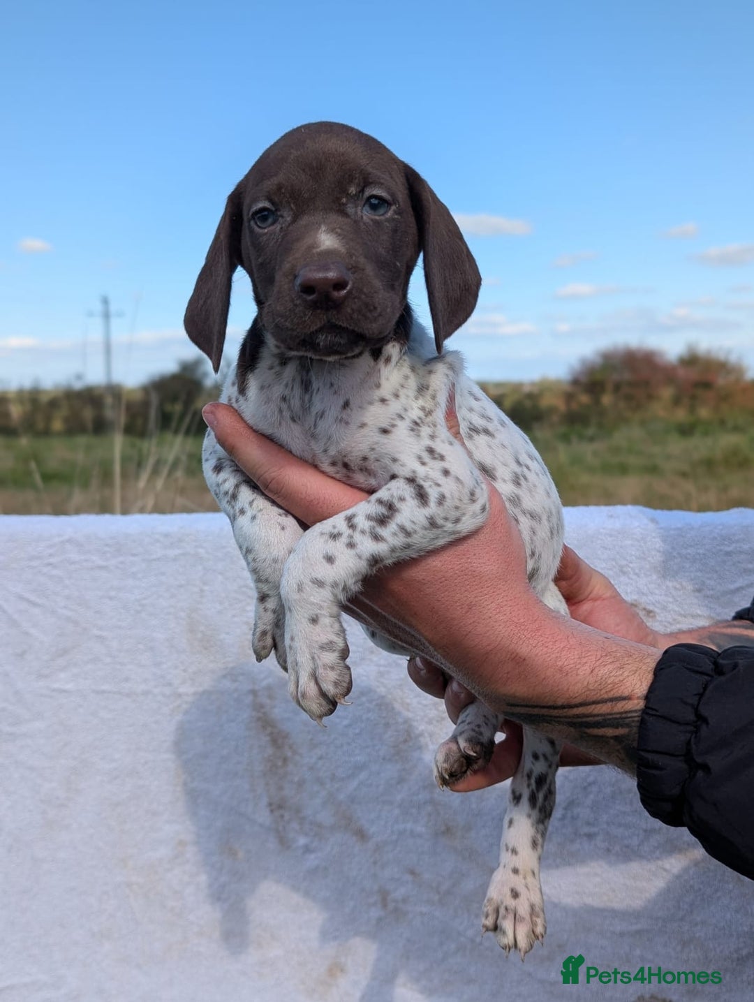 German Shorthaired Pointer dogs for sale: 7 Beautiful KC GSP Puppies - Image 2