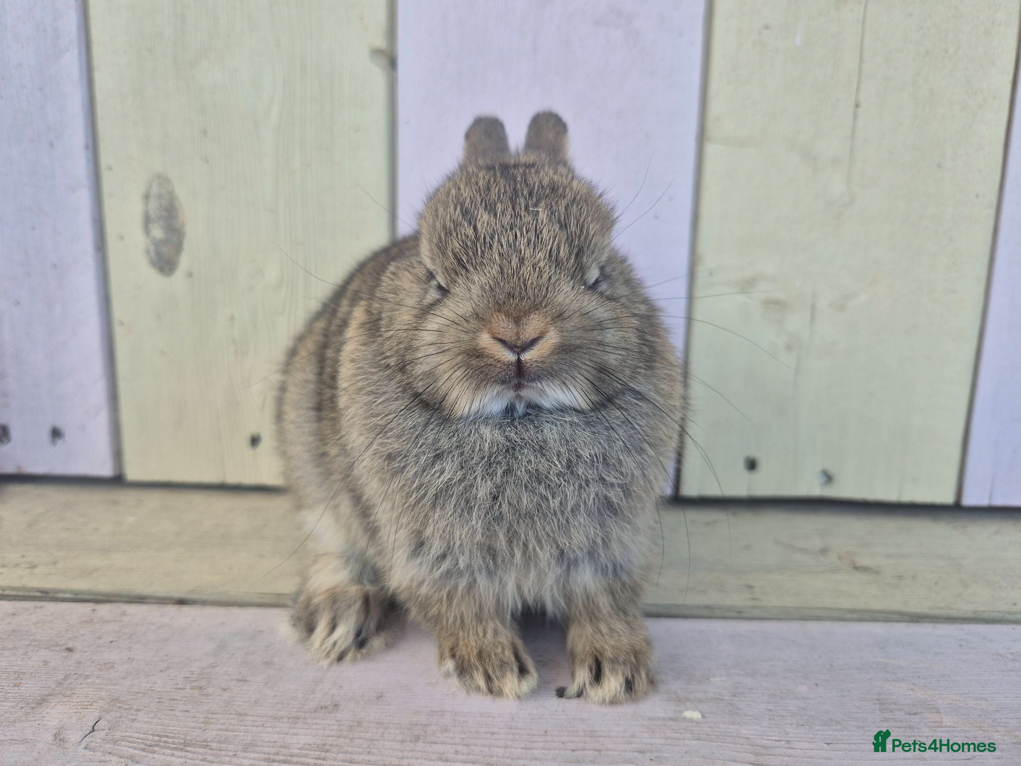 Netherland Dwarf rabbits 💜 PRETTIEST COLOURED NETHERLAND DWARF BABIES 💜 - Advert 1