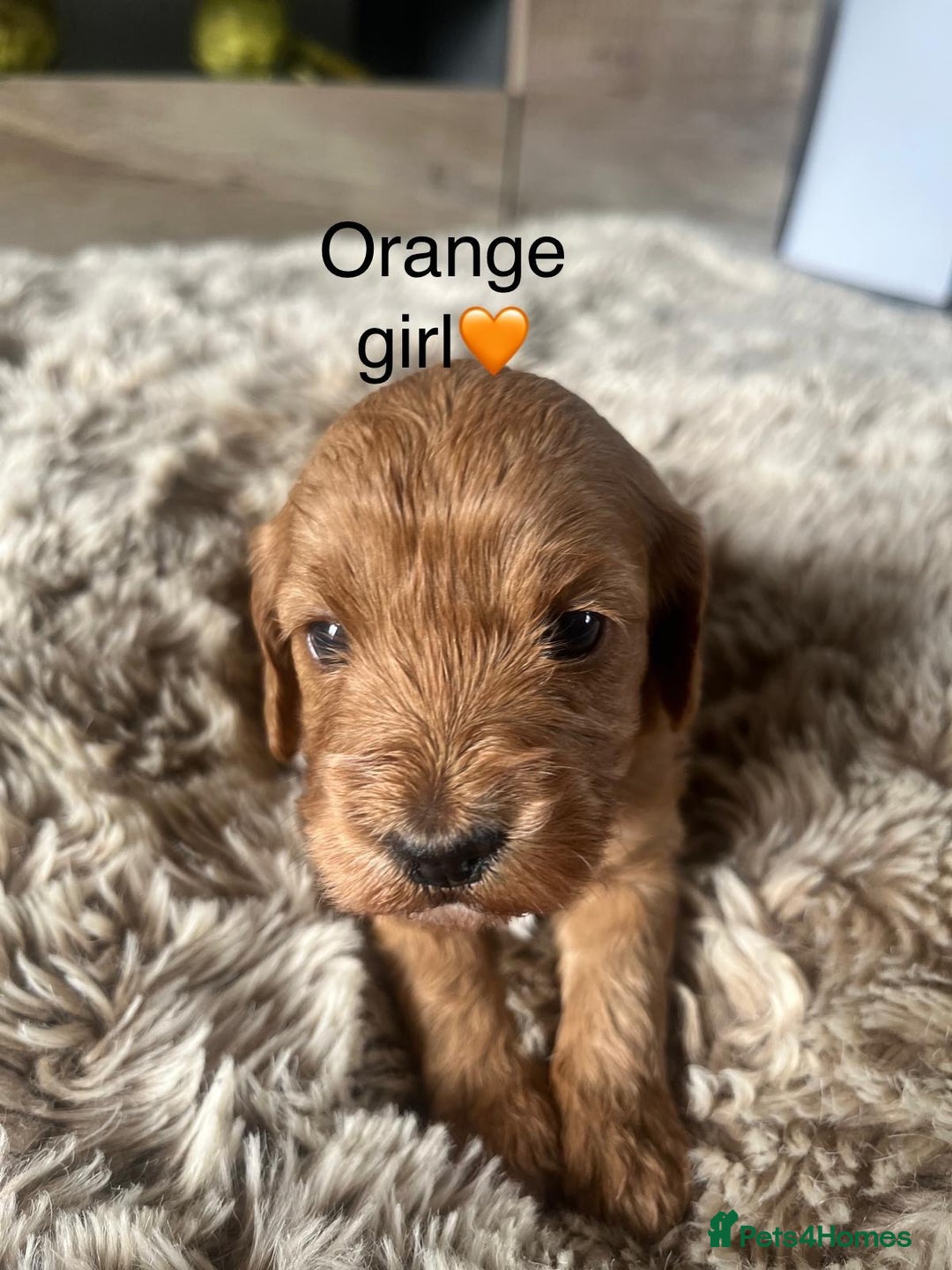 Cavapoo dogs for sale: ⭐️F1B COCKAPOO PUPS⭐️ - Image 4