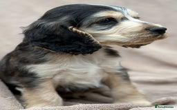 Cocker Spaniel dogs for sale: Show cocker spaniel puppies  - Image 2