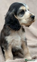 Cocker Spaniel dogs - Advert 16