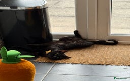 Bengal cats for sale: Free male Bengal needing his forever home  - Image 8