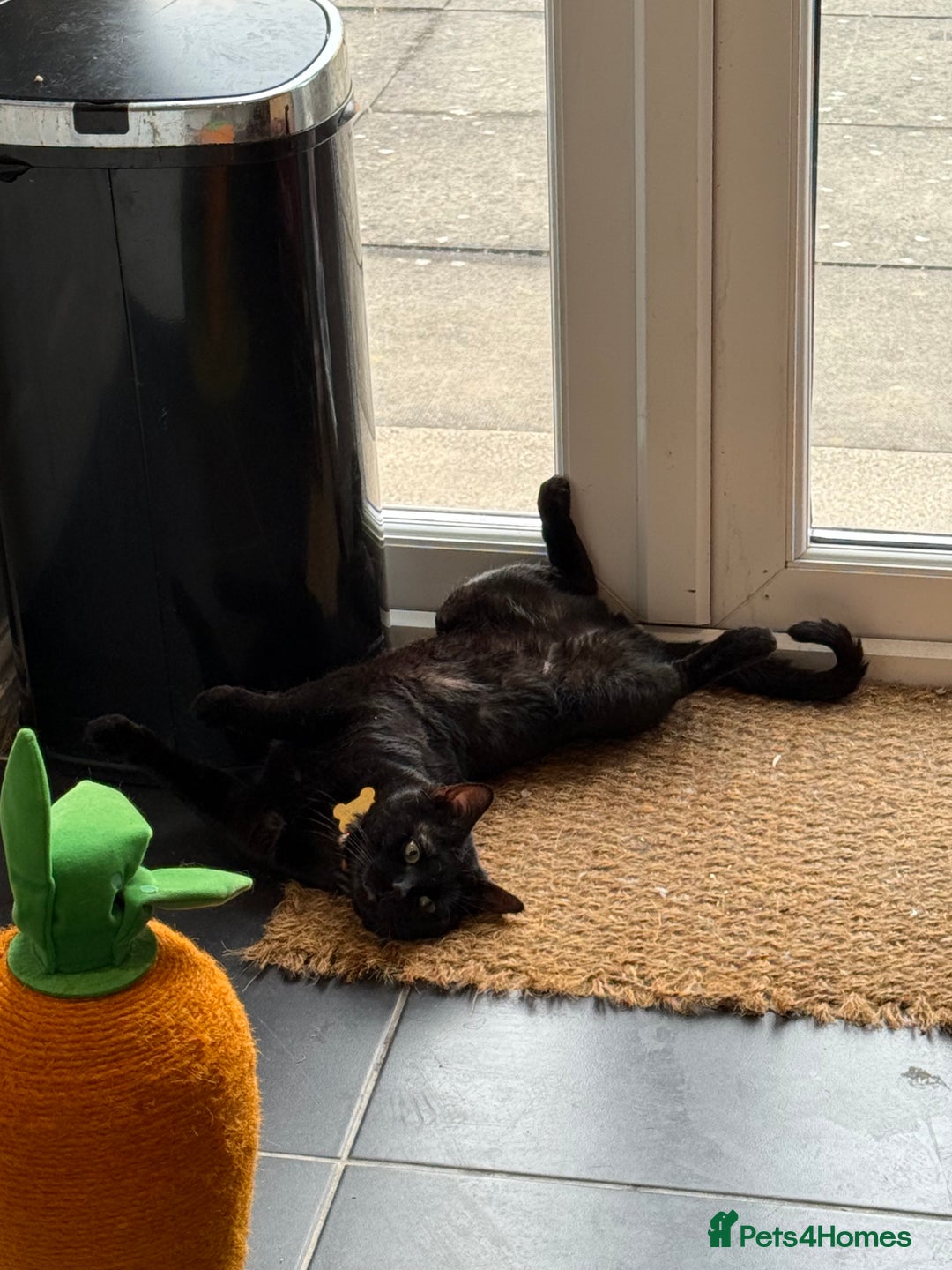 Bengal cats for sale: Free male Bengal needing his forever home  - Image 8