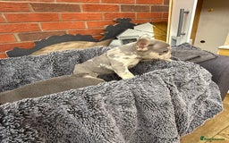French Bulldog dogs for sale: French Bulldog Puppies - Image 18