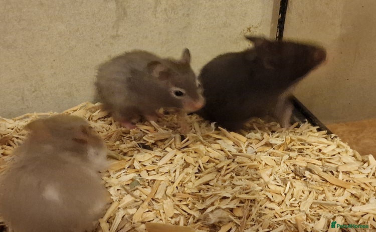 Hamster rodents - Advert 2
