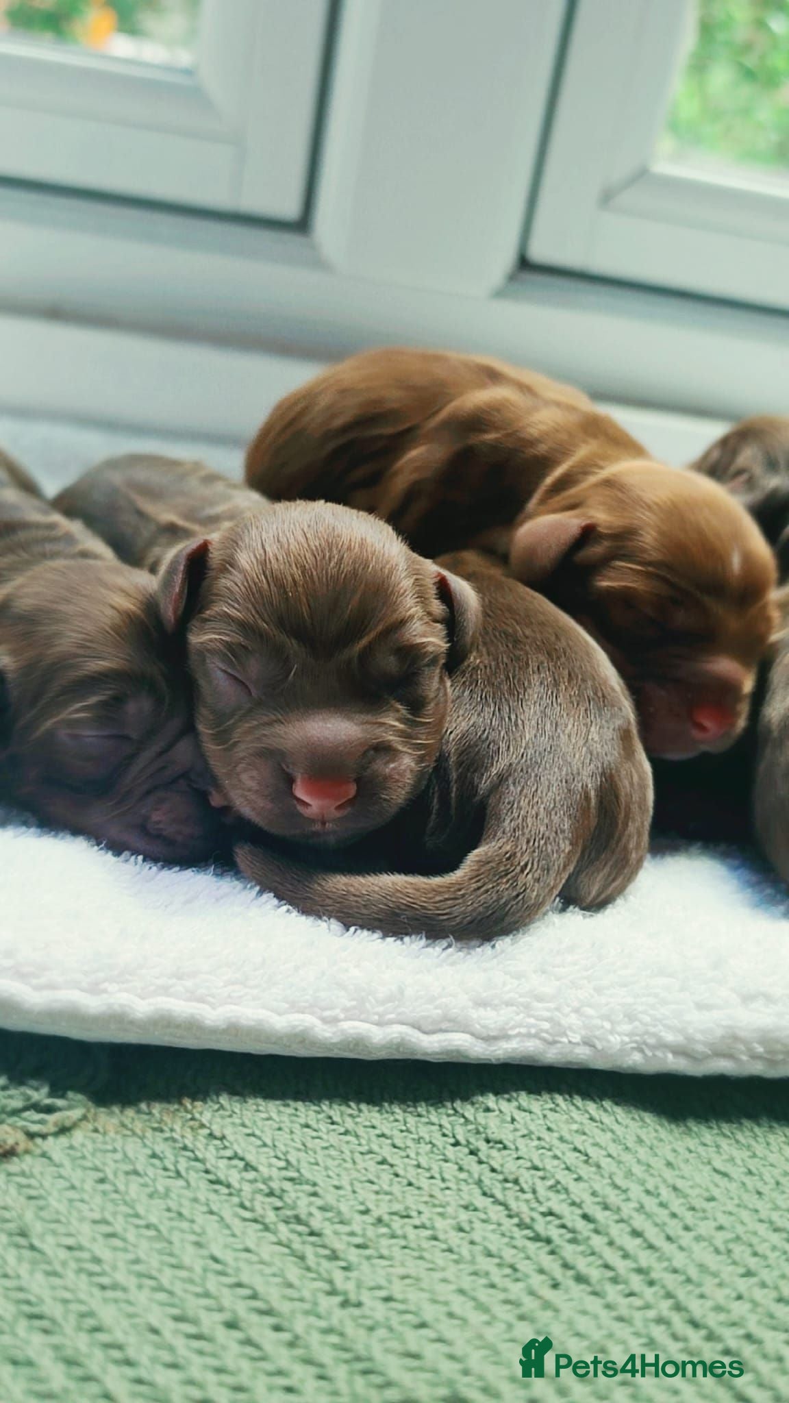 Cocker Spaniel dogs   KC REG Working Chocolate spaniels babies - Advert 4