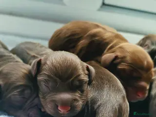 Cocker Spaniel dogs KC REG Working Chocolate spaniels babies - Advert 4