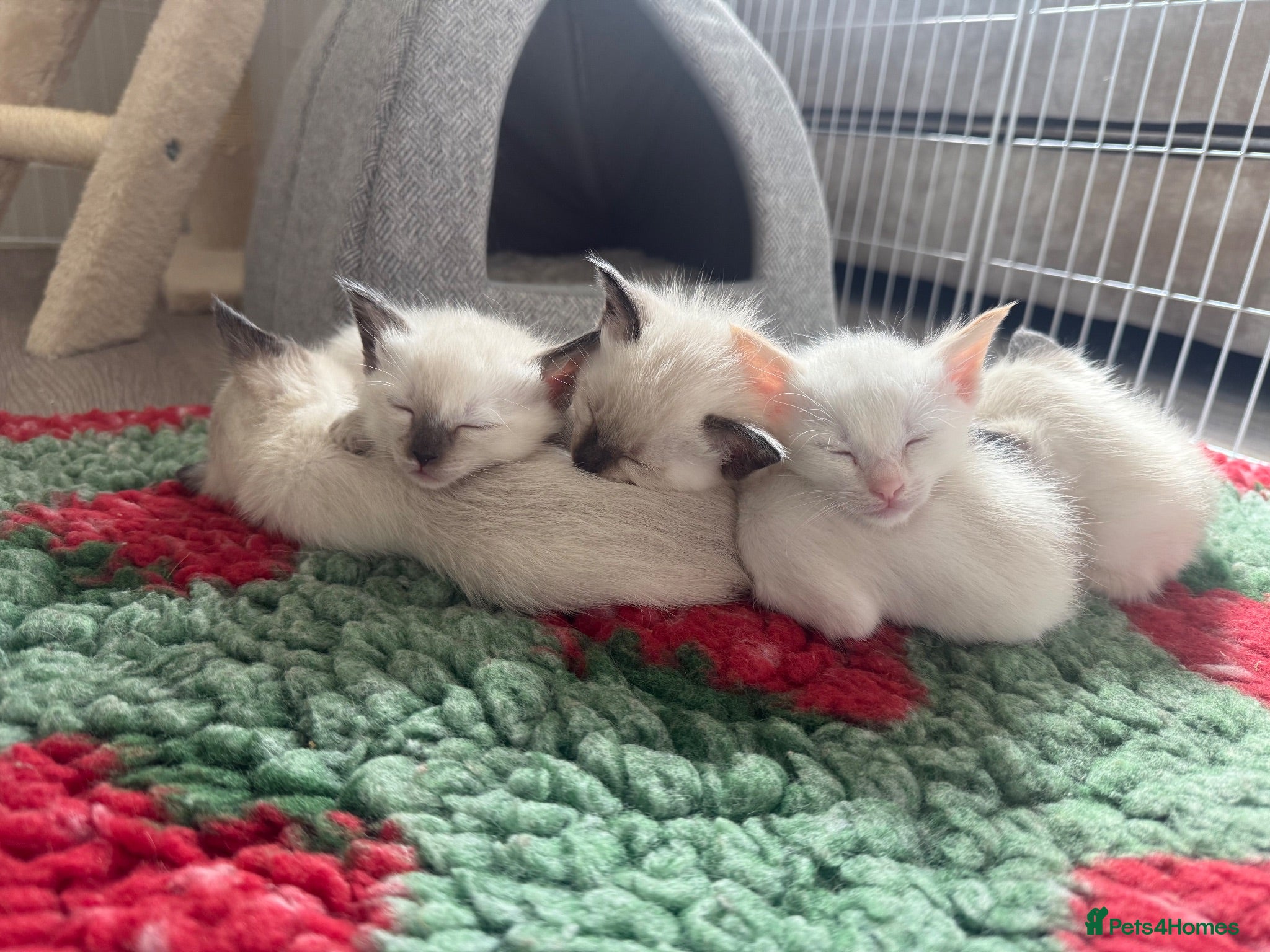 Ragdoll cats 🐾 Ragdoll Kittens – 5 Girls Available 🐾 - Advert 4