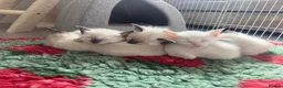 Ragdoll cats for sale: 🐾 Ragdoll Kittens – 5 Girls Available 🐾 in Dundee - Advert 1