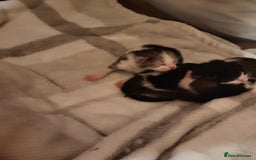 Mixed Breed cats for sale: Playfull kitten for sale - Image 6