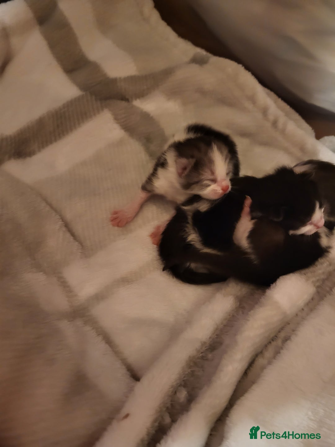 Mixed Breed cats for sale: Playfull kitten for sale - Image 6