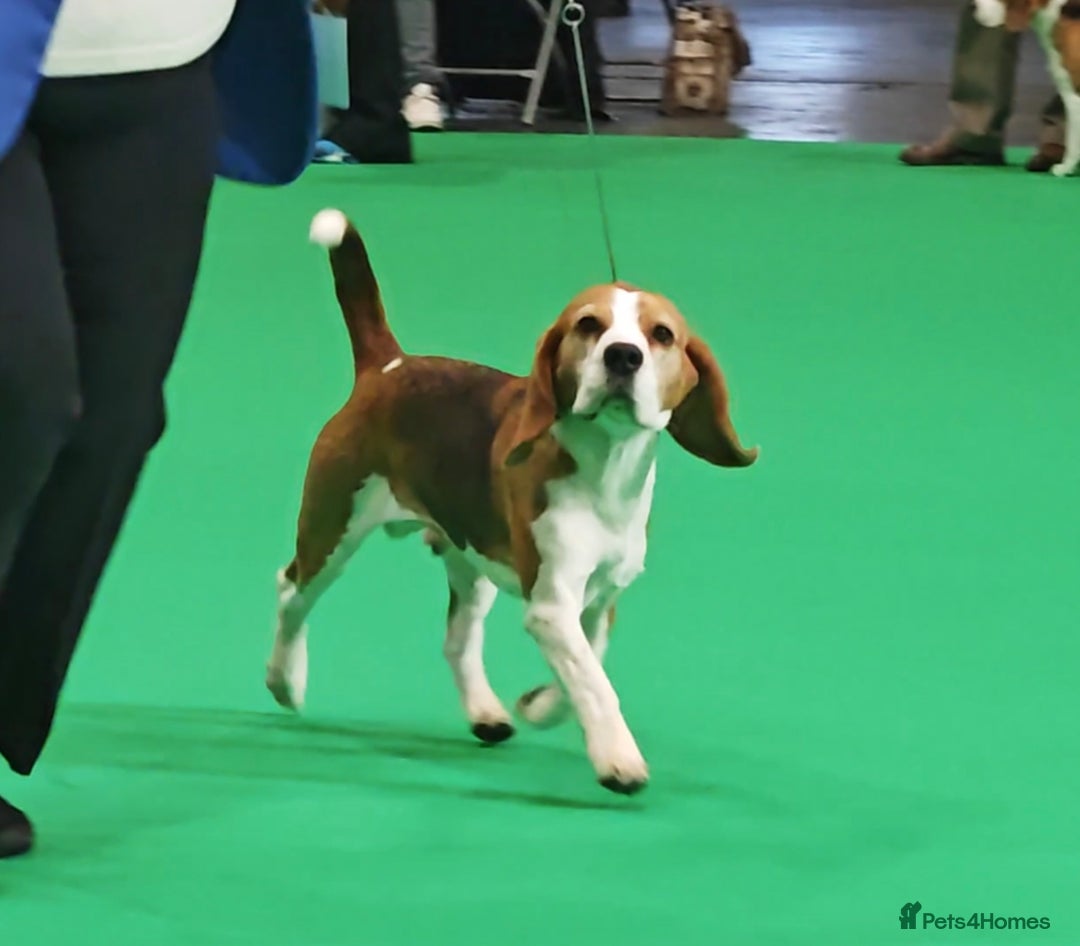 Beagle dogs for stud: Winner at Crufts 2025! in Tonbridge - Image 31
