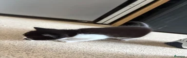 Black and white Kitten 3
