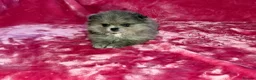 Pomeranian dogs for sale:  Adorable Pomeranian Puppies Merle, Sable & Black - Advert 16
