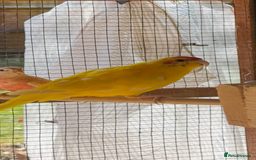Parakeets birds for sale: Yellow male kakariki  - Image 1