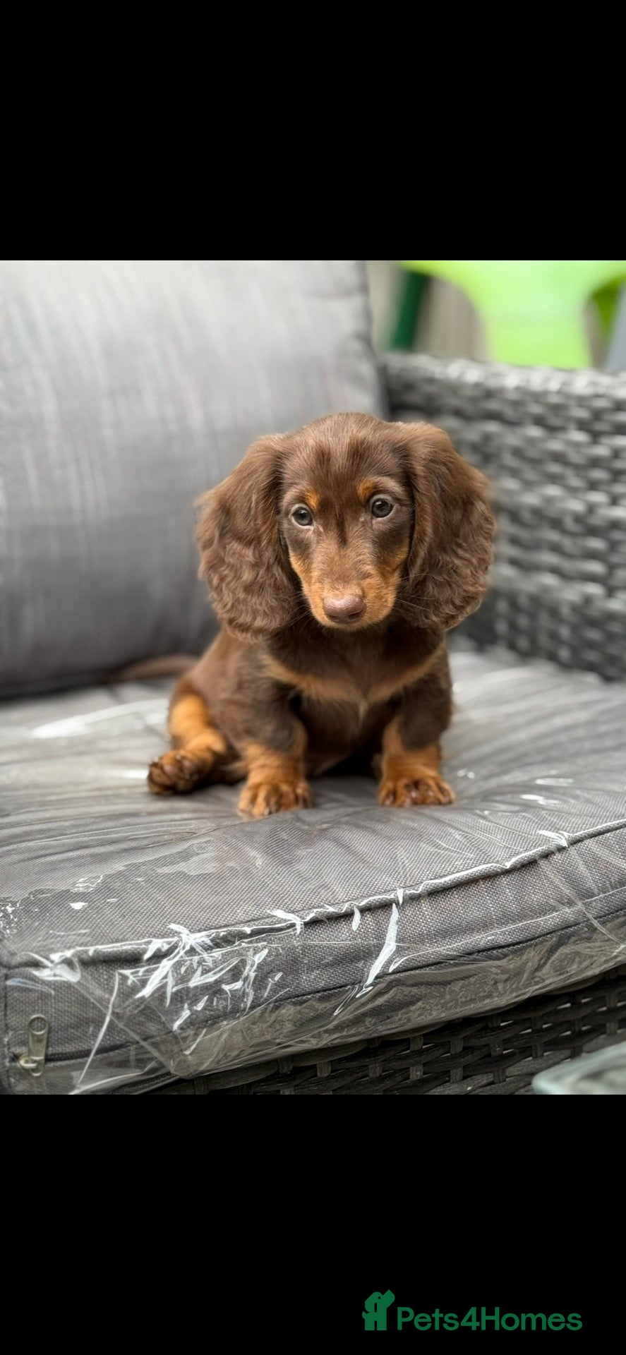 Miniature Dachshund dogs long & short hair miniture Daxi puppy’s 4 girls 💕 - Advert 1