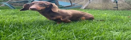 Miniature Dachshund dogs for sale: Adults females miniature dachshunds  - Advert 7