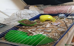 Lionhead rabbits for sale: Lionhead male rabbit for sale with cage - Image 3