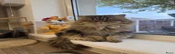 Persian cats for sale: Stunning persian kittens - Advert 21