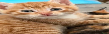 Ginger 