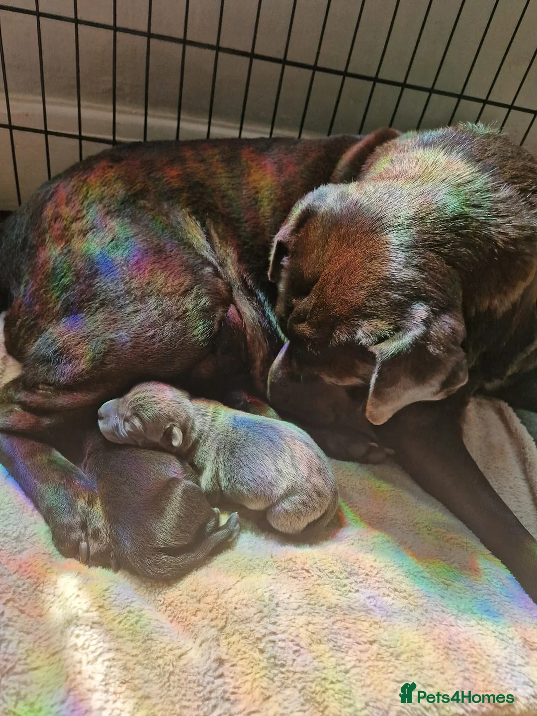 Mixed Breed dogs for sale: Sharpei x staffy in Doncaster - Advert 2