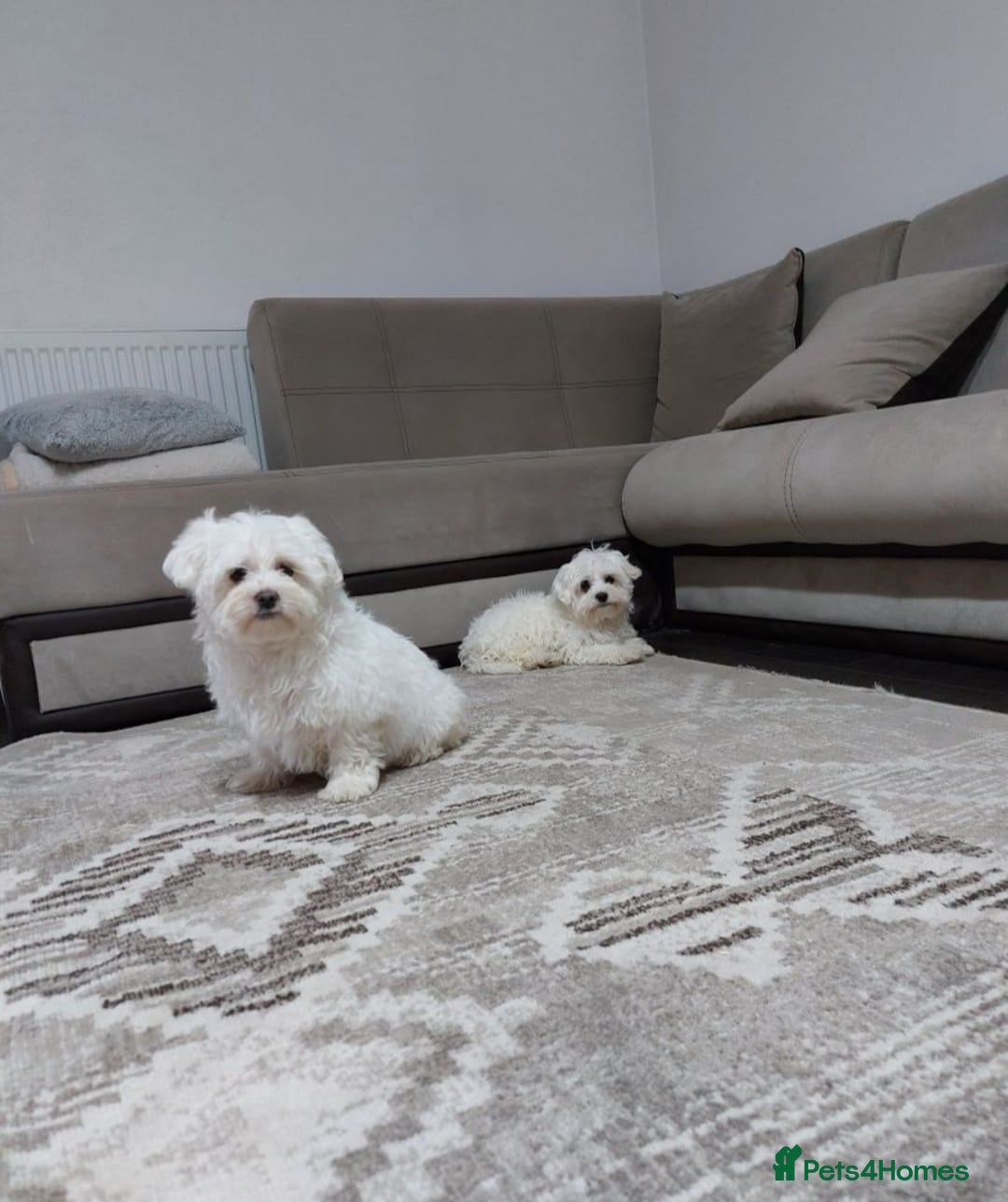 Maltese dogs for sale: Bishon Maltese - Image 5