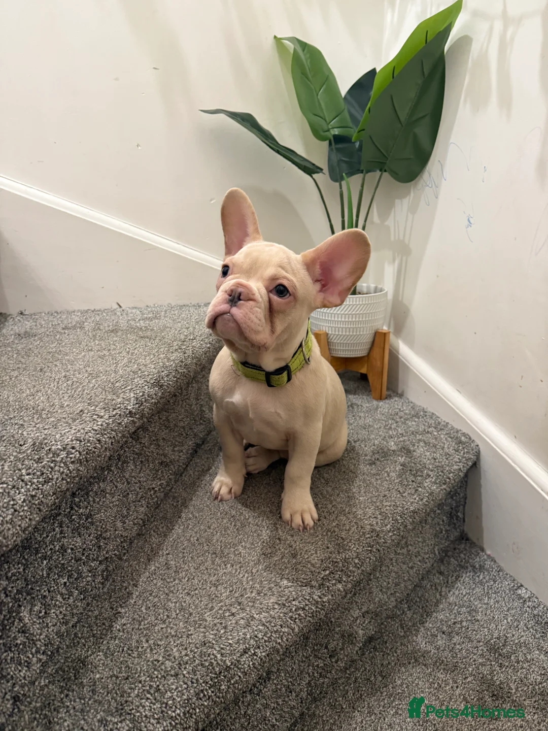 French Bulldog dogs for sale: Cream/ platinum French Bulldog puppy , ready now❤️ - Advert 2