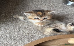 British Shorthair cats for sale: BSH champion lines - Image 17