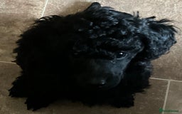 Toy Poodle dogs for sale: Purebred black toy poodle - Advert 8