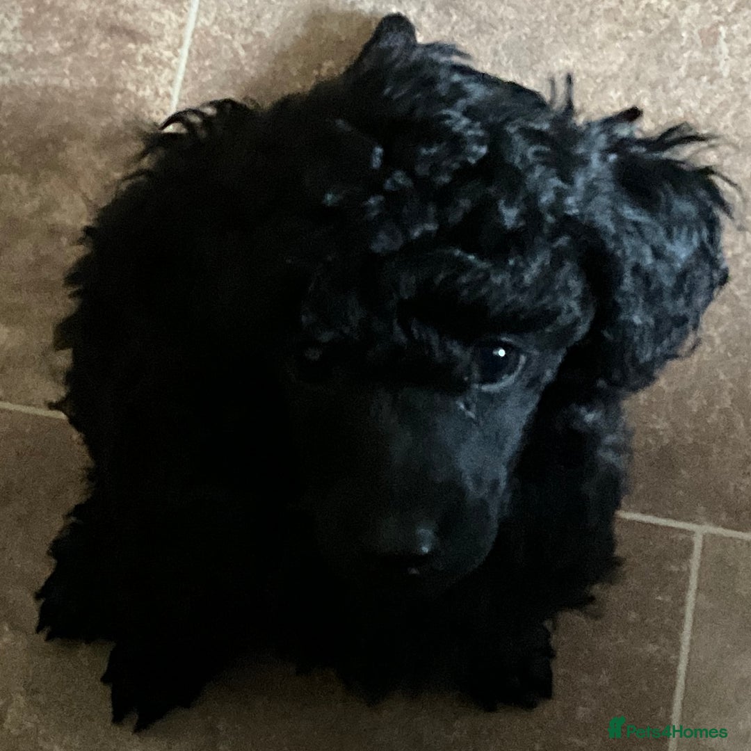 Toy Poodle dogs for sale: Purebred black toy poodle - Advert 8