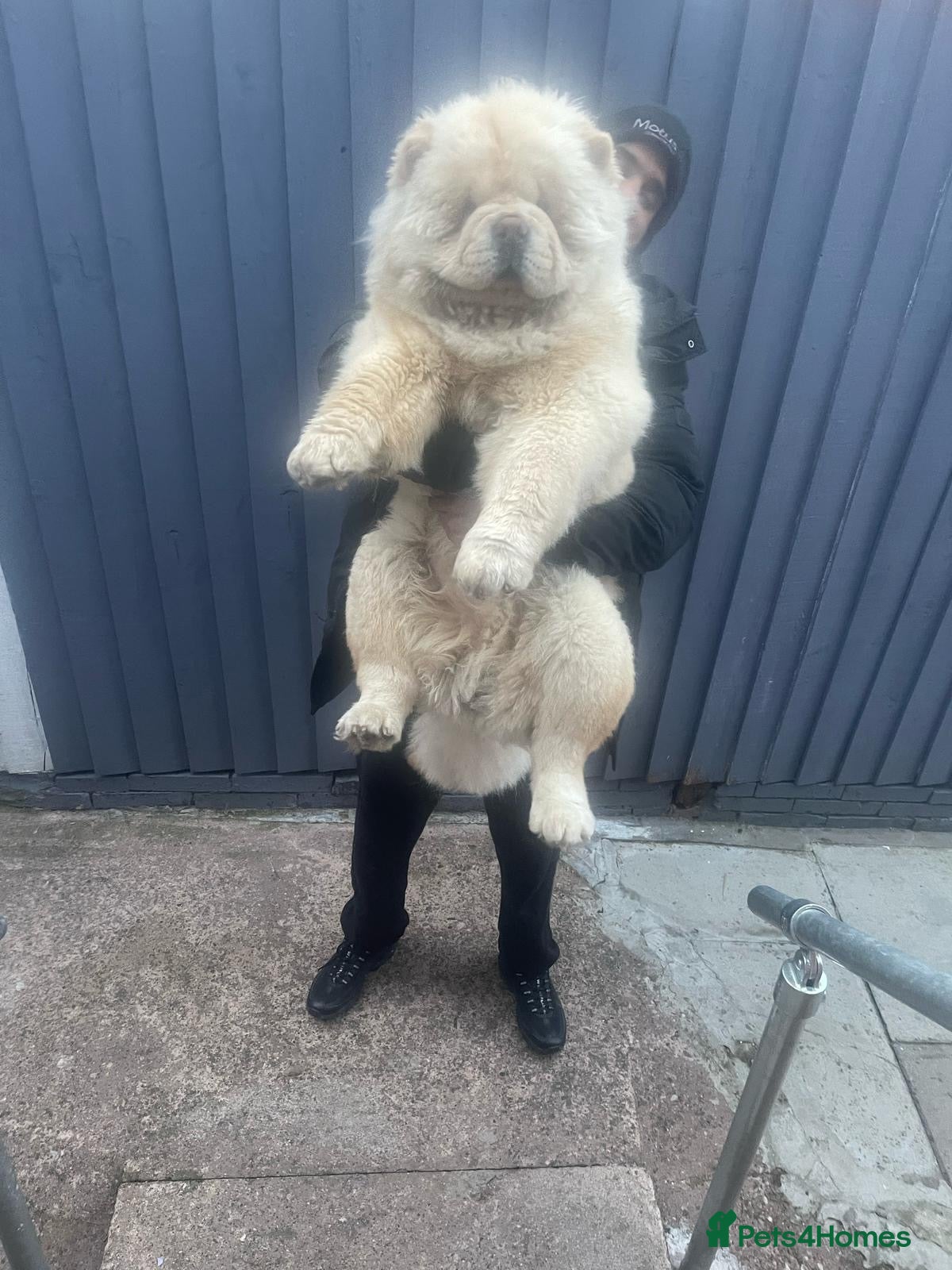 Chow Chow dogs DWKC registered male chow chow  - Advert 6