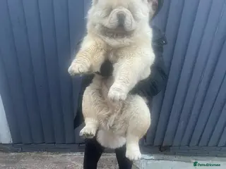 Chow Chow dogs DWKC registered male chow chow - Advert 9