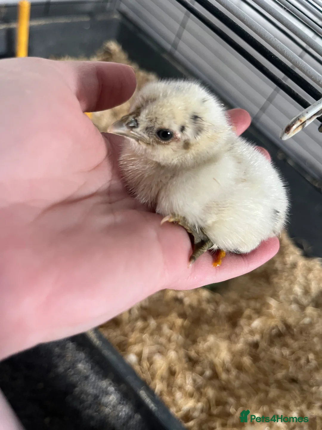 Chickens poultry for sale: Fertile Hatching Eggs Zombie X Hamburg  in Rotherham - Advert 5