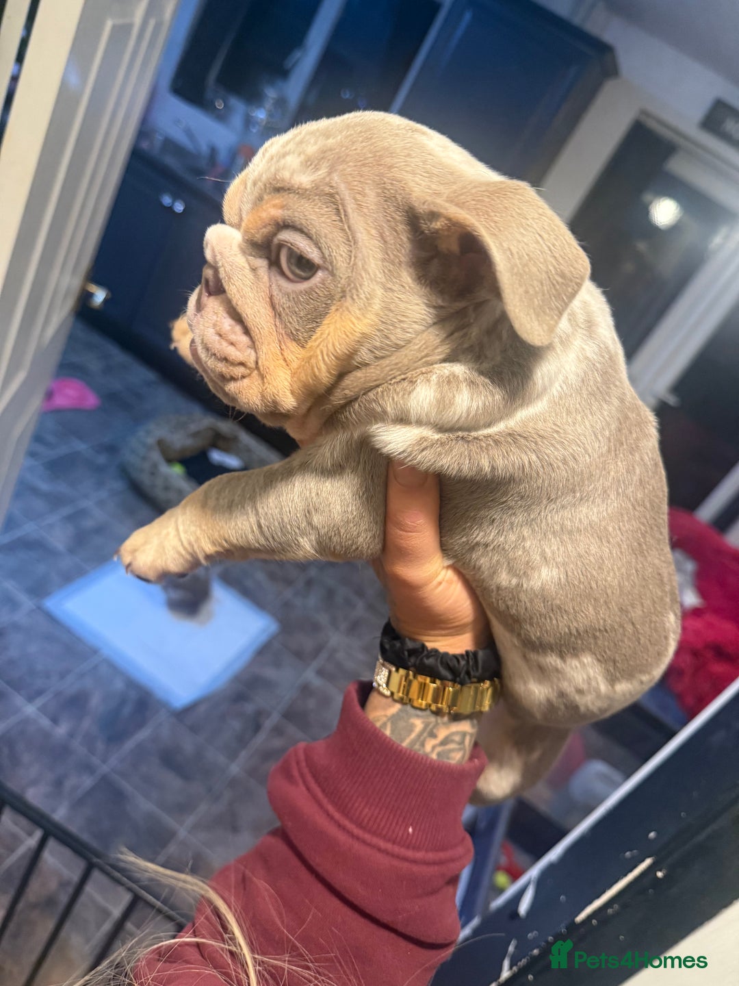 English Bulldog dogs for sale: ✨ lilac Tan & Merle Female bulldog. – Available ✨ - Advert 17