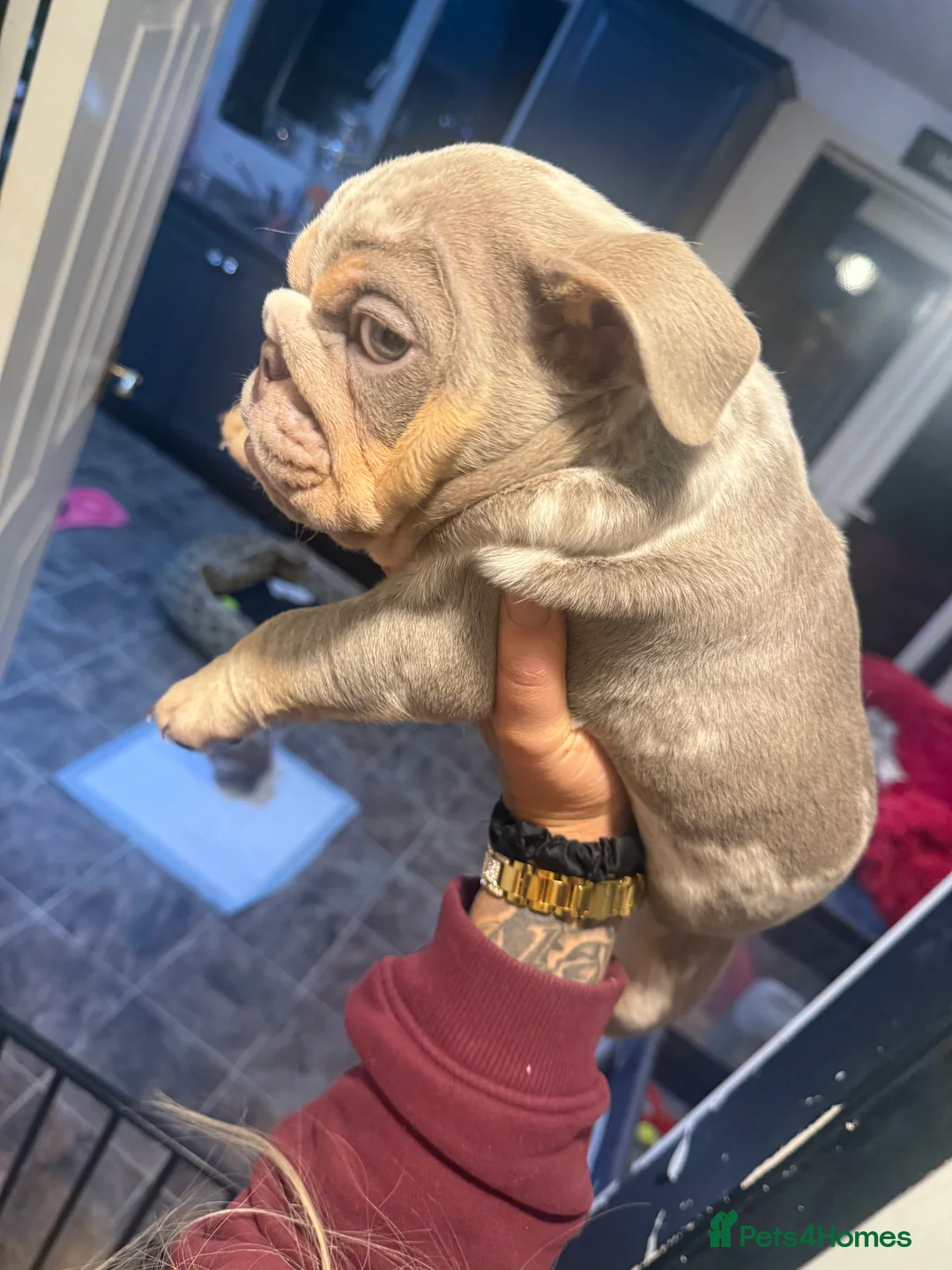 English Bulldog dogs for sale: ✨ lilac Tan & Merle Female bulldog. – Available ✨ - Advert 9