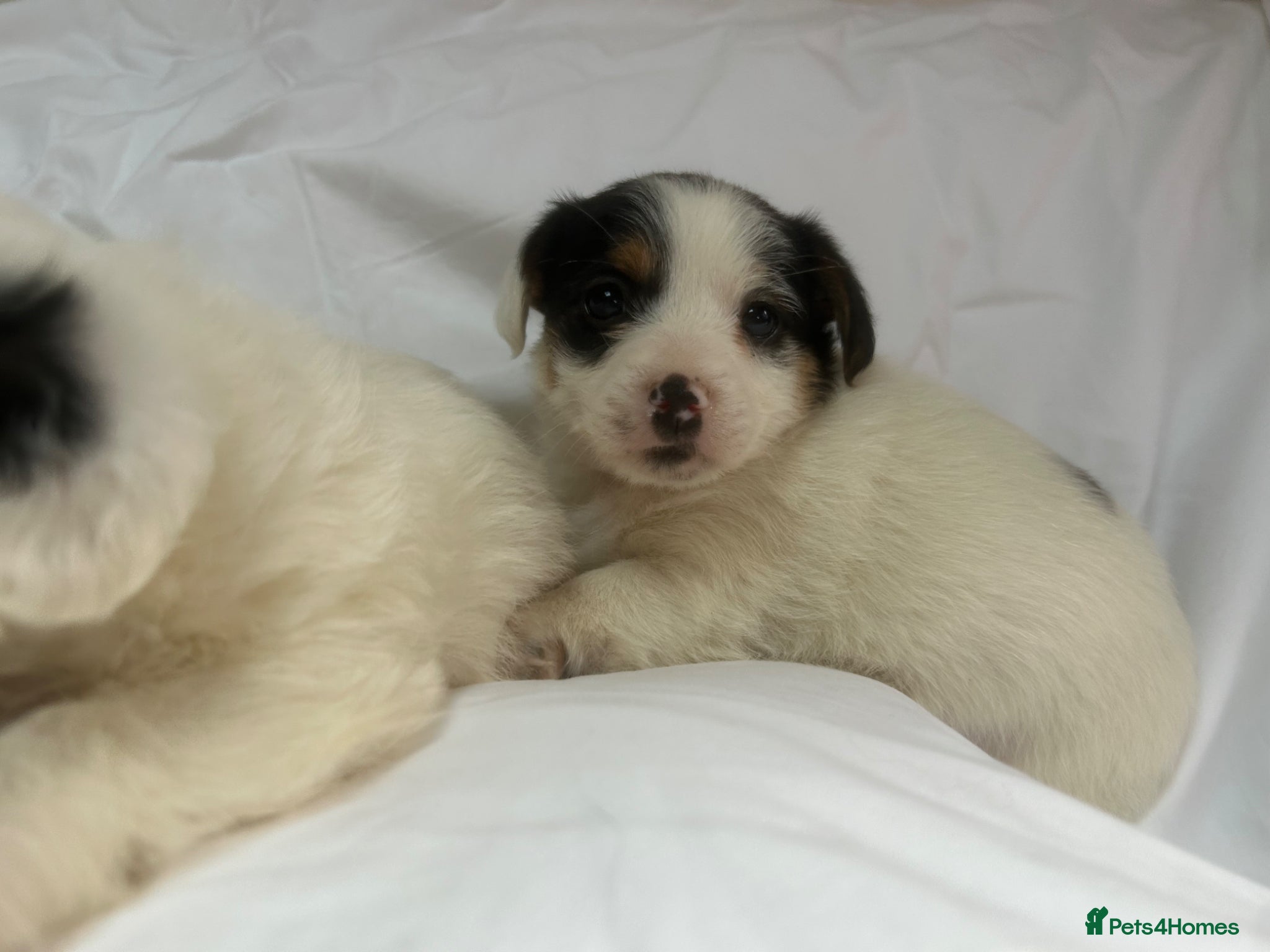 Jack Russell dogs Miniature jack Russle puppies - Advert 2