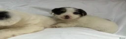 Jack Russell dogs for sale: Miniature jack Russle puppies - Advert 2