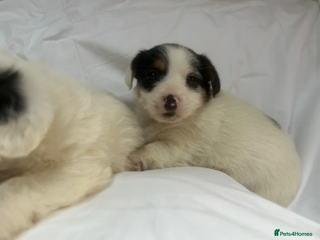 Jack Russell dogs for sale: Miniature jack Russle puppies - Advert 2