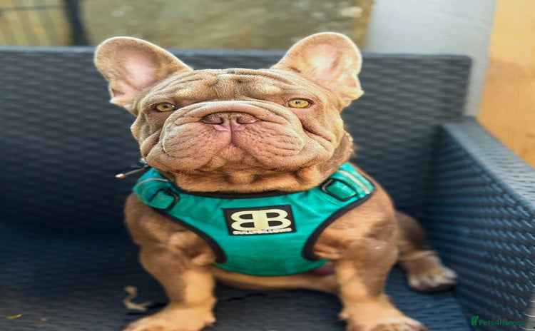 French Bulldog dogs - Advert 3