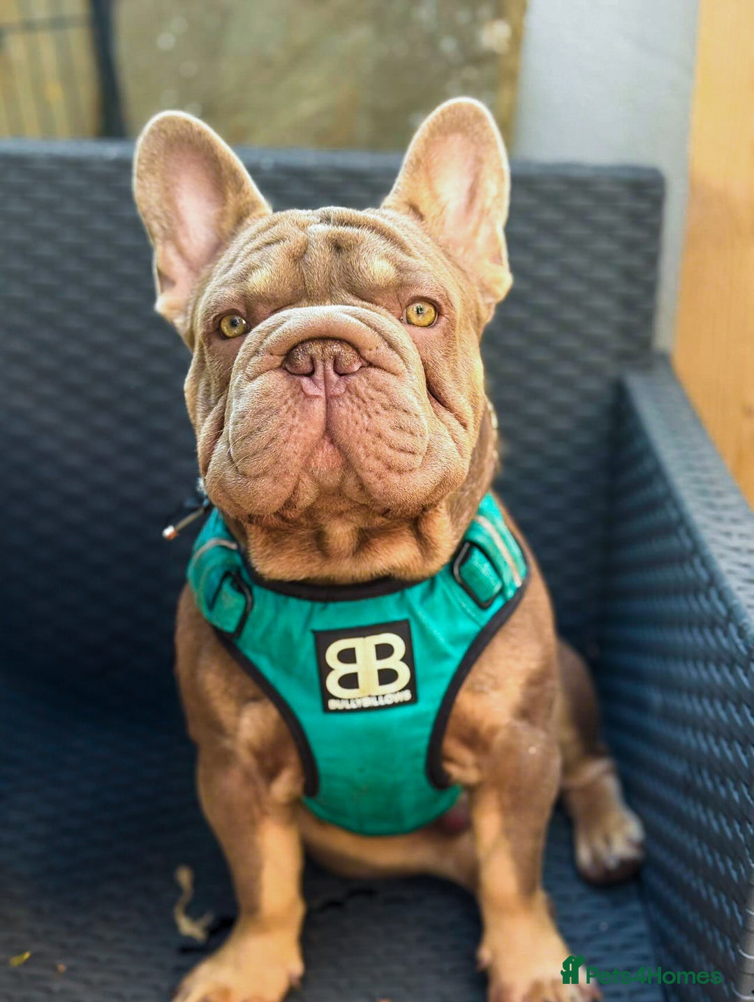 French Bulldog dogs for stud: Mr Shady Boy  - Image 1
