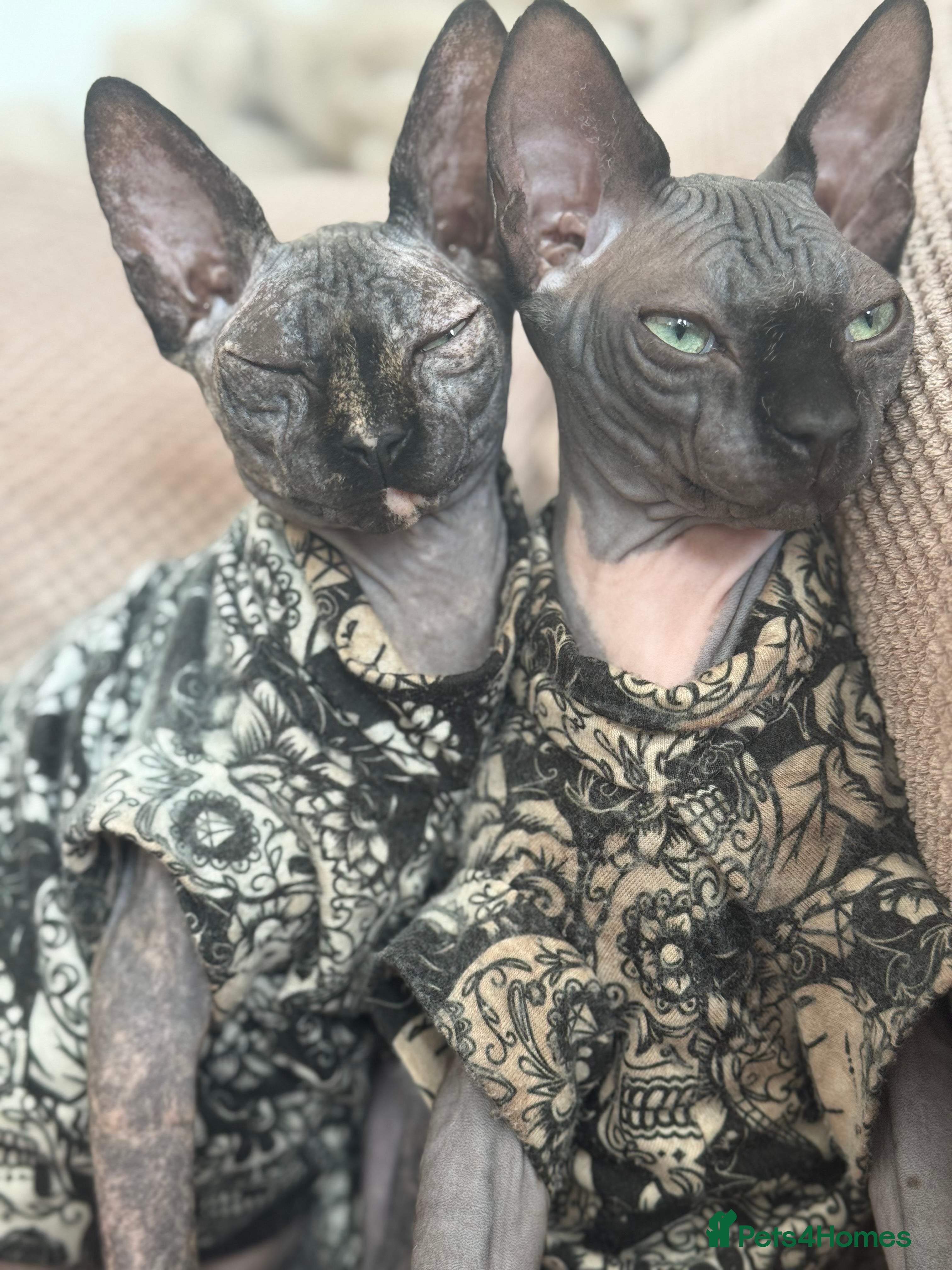 Sphynx cats Peppa and Gomez  - Advert 5
